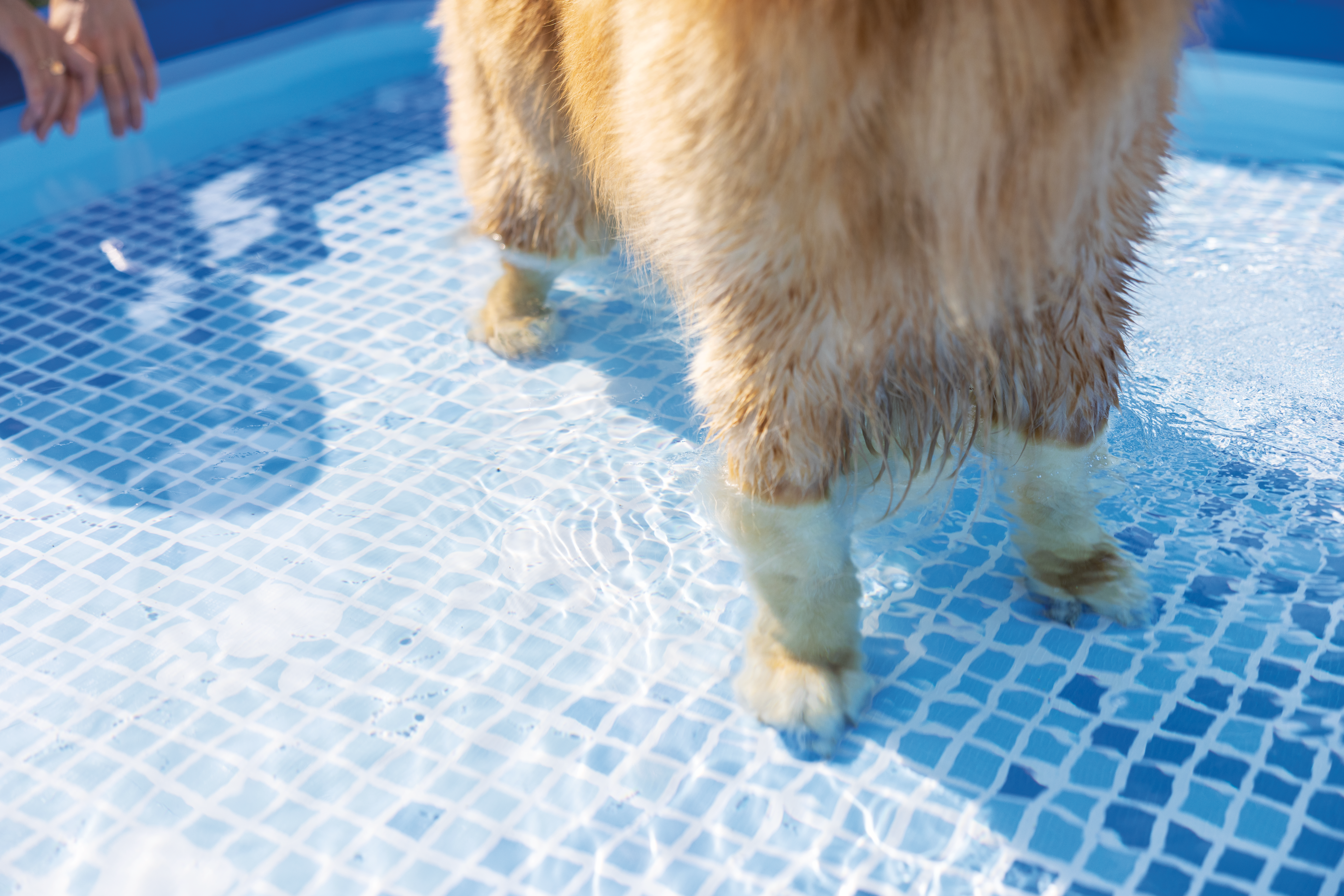 Прямоугольный бассейн INTEX для домашних животных